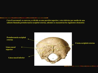 Cara Exocraneal: es convexa, se divide en una porción superior y otra inferior por medio de una
saliente llamada protuberancia occipital externa, además se encuentran los siguientes elementos
Protuberancia occipital
externa
Línea nucal
superior
Línea nucal inferior
Cresta occipital externa
 