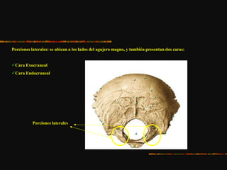 Porciones laterales: se ubican a los lados del agujero magno, y también presentan dos caras:
Cara Exocraneal
Cara Endocraneal
Porciones laterales
 