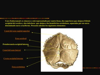 Cara Endocraneal: es cóncava y está representada por cuatro fosas, dos superiores que alojan el lóbulo
occipital del cerebro y dos inferiores que alojan a los hemisferios cerebelosos, separadas por un surco
denominado surco cruciforme. Presenta además los siguientes elementos:
Canal del seno sagital superior
Fosa cerebral
Protuberancia occipital interna
Canal del seno lateral
Cresta occipital interna
Fosa cerebelosa
 