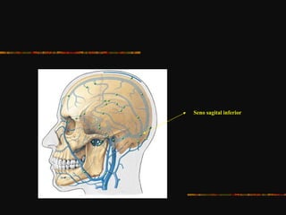 Seno sagital inferior
 