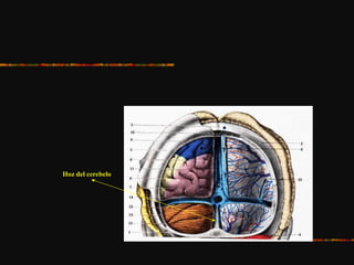 Hoz del cerebelo
 