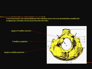 Cara Exocraneal: está representada por dos columnas óseas convexas denominadas cóndilos del
occipital que articulan con las masas laterales del Atlas.
Agujero condíleo posterior
Cóndilos occipitales
Agujero Condíleo anterior
 