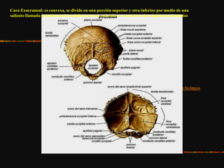 Tubérculo faríngeo
Crestas musculares
Cara Exocraneal: es convexa, se divide en una porción superior y otra inferior por medio de una
saliente llamada protuberancia occipital externa, además se encuentran los siguientes elementos
 