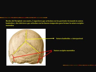 Bordes del Occipital: son cuatro, 2 superiores que articulan con los parietales formando la sutura
lamboidea y dos inferiores que articulan con los huesos temporales para formar la sutura occipito-
mastoidea
Sutura lamboidea o interparietal
Sutura occipito-mastoidea
 