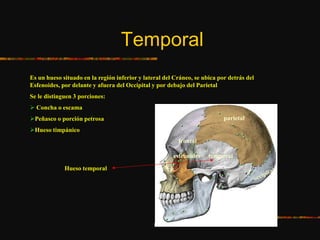 Temporal
Es un hueso situado en la región inferior y lateral del Cráneo, se ubica por detrás del
Esfenoides, por delante y afuera del Occipital y por debajo del Parietal
Se le distinguen 3 porciones:
 Concha o escama
Peñasco o porción petrosa
Hueso timpánico
Hueso temporal
temporal
frontal
parietal
esfenoides
 
