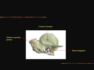 Concha o Escama
Peñasco o porción
petrosa
Hueso timpánico
 