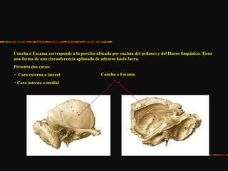 Concha o Escama corresponde a la porción ubicada por encima del peñasco y del Hueso timpánico. Tiene
una forma de una circunferencia aplanada de adentro hacia fuera.
Presenta dos caras:
 Cara externa o lateral
Cara interna o medial
Concha o Escama
 