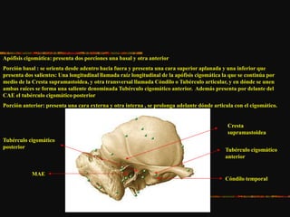 Apófisis cigomática: presenta dos porciones una basal y otra anterior
Porción basal : se orienta desde adentro hacia fuera y presenta una cara superior aplanada y una inferior que
presenta dos salientes: Una longitudinal llamada raíz longitudinal de la apófisis cigomática la que se continúa por
medio de la Cresta supramastoidea, y otra transversal llamada Cóndilo o Tubérculo articular, y en dónde se unen
ambas raíces se forma una saliente denominada Tubérculo cigomático anterior. Además presenta por delante del
CAE el tubérculo cigomático posterior
Porción anterior: presenta una cara externa y otra interna , se prolonga adelante dónde articula con el cigomático.
Tubérculo cigomático
posterior
MAE
Cresta
supramastoidea
Tubérculo cigomático
anterior
Cóndilo temporal
 