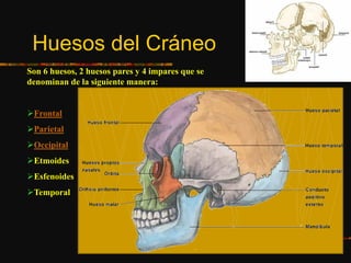 Huesos del Cráneo
Son 6 huesos, 2 huesos pares y 4 impares que se
denominan de la siguiente manera:
Frontal
Parietal
Occipital
Etmoides
Esfenoides
Temporal
 