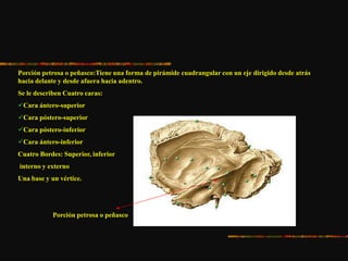 Porción petrosa o peñasco:Tiene una forma de pirámide cuadrangular con un eje dirigido desde atrás
hacia delante y desde afuera hacia adentro.
Se le describen Cuatro caras:
Cara ántero-superior
Cara póstero-superior
Cara póstero-inferior
Cara ántero-inferior
Cuatro Bordes: Superior, inferior
interno y externo
Una base y un vértice.
Porción petrosa o peñasco
 
