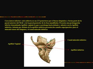 Cara ántero-inferior: está cubierta en sus 2/3 posteriores por el hueso timpánico y forma parte de la
pared anterior del MAE y de la pared posterior de la fosa mandibular. Presenta una prolongación
inferior denominada Apófisis vaginal, la que se prolonga hacia delante y adentro con la Apófisis
tubárica. Además por delante de la apófisis tubárica presenta dos canales superpuestos: para el
músculo tensor del tímpano y el canal músculo tubárico
Apófisis Vaginal
Canal músculo-tubárico
Apófisis tubárica
 