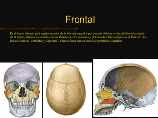 Frontal
Es el hueso situado en la región anterior de la bóveda craneal y por encima del macizo facial, forma la región
de la frente, articula hacia atrás con los Parietales, el Esfenoides y el Etmoides, hacia abajo con el Maxilar , los
huesos Nasales , Etmoides,y Lagrimal . Y hacia fuera con los huesos cigomáticos o malares.
 