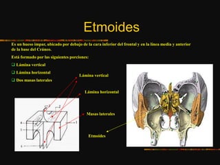 Etmoides
Es un hueso impar, ubicado por debajo de la cara inferior del frontal y en la línea media y anterior
de la base del Cráneo.
Está formado por las siguientes porciones:
 Lámina vertical
 Lámina horizontal
 Dos masas laterales
Etmoides
Lámina vertical
Lámina horizontal
Masas laterales
 