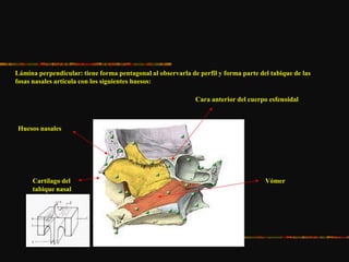 Lámina perpendicular: tiene forma pentagonal al observarla de perfil y forma parte del tabique de las
fosas nasales articula con los siguientes huesos:
Huesos nasales
Cara anterior del cuerpo esfenoidal
Cartílago del
tabique nasal
Vómer
 