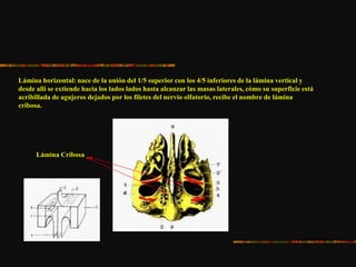Lámina horizontal: nace de la unión del 1/5 superior con los 4/5 inferiores de la lámina vertical y
desde allí se extiende hacia los lados lados hasta alcanzar las masas laterales, cómo su superficie está
acribillada de agujeros dejados por los filetes del nervio olfatorio, recibe el nombre de lámina
cribosa.
Lámina Cribosa
 
