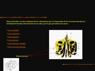 Masas laterales: son dos columnas óseas voluminosas que se desprenden de los extremos laterales de
la lámina horizontal, tienen forma de un cubo, por lo que presentan seis caras :
Cara anterior
Cara posterior
Cara superior
Cara inferior
Cara interna o medial
Cara externa o lateral
Masas laterales
 