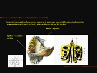 Cara anterior: es aplanada y presenta una serie de agujeros o semi-celdillas que articulan con las
correspondientes al Hueso Lagrimal y a la Apófisis Ascendente del Maxilar.
Apófisis Frontal del
Maxilar
Hueso Lagrimal
 