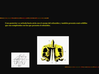 Cara posterior: se articula hacia atrás con el cuerpo del esfenoides y también presenta semi-celdillas
que son completadas con las que presenta el esfenoides.
 