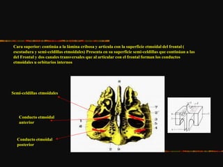 Cara superior: continúa a la lámina cribosa y articula con la superficie etmoidal del frontal (
escotadura y semi-celdillas etmoidales) Presenta en su superficie semi-celdillas que continúan a las
del Frontal y dos canales transversales que al articular con el frontal forman los conductos
etmoidales u orbitarios internos
Semi-celdillas etmoidales
Conducto etmoidal
anterior
Conducto etmoidal
posterior
 