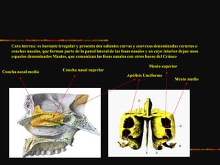 Cara interna: es bastante irregular y presenta dos salientes curvas y convexas denominadas cornetes o
conchas nasales, que forman parte de la pared lateral de las fosas nasales y en cuyo interior dejan unos
espacios denominados Meatos, que comunican las fosas nasales con otros hueso del Cráneo
Concha nasal media Concha nasal superior
Apófisis Unciforme
Meato superior
Meato medio
 