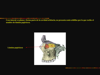 Cara lateral: es plana y forma parte de la cavidad orbitaria, no presenta semi-celdillas por lo que recibe el
nombre de lámina papirácea.
Lámina papirácea
 