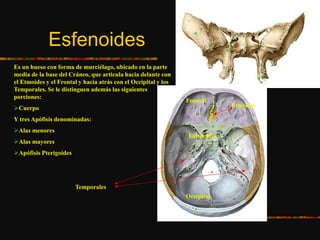 Esfenoides
Es un hueso con forma de murciélago, ubicado en la parte
media de la base del Cráneo, que articula hacia delante con
el Etmoides y el Frontal y hacia atrás con el Occipital y los
Temporales. Se le distinguen además las siguientes
porciones:
Cuerpo
Y tres Apófisis denominadas:
Alas menores
Alas mayores
Apófisis Pterigoides
Frontal
Etmoides
Esfenoides
Temporales
Occipital
 