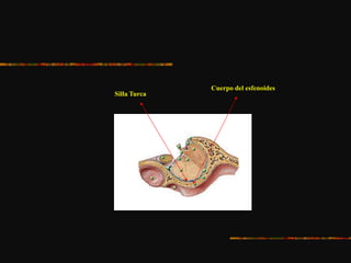 Silla Turca
Cuerpo del esfenoides
 