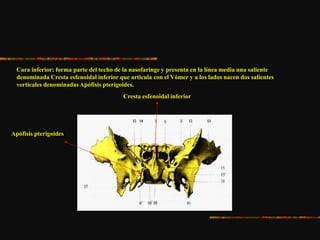 Cara inferior: forma parte del techo de la nasofaringe y presenta en la línea media una saliente
denominada Cresta esfenoidal inferior que articula con el Vómer y a los lados nacen dos salientes
verticales denominadas Apófisis pterigoides.
Cresta esfenoidal inferior
Apófisis pterigoides
 