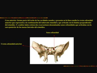Cara anterior: forma parte del techo de las cavidades nasales y presenta en la línea media la cresta esfenoidal
anterior que representa a la continuación del tubérculo etmoidal y que articula con la lámina perpendicular
del etmoides. Y a ambos lados existen dos excavaciones denominadas senos esfenoidales que articulan con la
cara posterior de las masas laterales del etmoides.
Cresta esfenoidal anterior
Seno esfenoidal
 