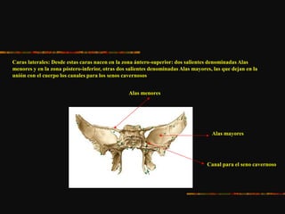 Caras laterales: Desde estas caras nacen en la zona ántero-superior: dos salientes denominadas Alas
menores y en la zona póstero-inferior, otras dos salientes denominadas Alas mayores, las que dejan en la
unión con el cuerpo los canales para los senos cavernosos
Alas menores
Alas mayores
Canal para el seno cavernoso
 