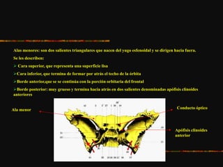 Alas menores: son dos salientes triangulares que nacen del yugo esfenoidal y se dirigen hacia fuera.
Se les describen:
 Cara superior, que representa una superficie lisa
Cara inferior, que termina de formar por atrás el techo de la órbita
Borde anterior,que se se continúa con la porción orbitaria del frontal
Borde posterior: muy grueso y termina hacia atrás en dos salientes denominadas apófisis clinoides
anteriores
Ala menor Conducto óptico
Apófisis clinoides
anterior
 