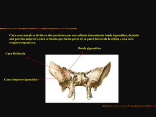 Cara exocraneal: se divide en dos porciones por una saliente denominada borde cigomático, dejando
una porción anterior o cara orbitaria que forma parte de la pared lateral de la órbita y una cara
temporo-cigomática.
Cara Orbitaria
Cara témporo-cigomática
Borde cigomático
 