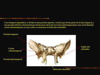 Cara témporo-cigomática: se divide en una porción superior, vertical, que forma parte de la fosa temporal, y
una porción inferior u horizontal que forma parte del techo de la fosa infratemporal por una cresta llamada
cresta esfenotemporal, en cuyo centro se encuentra el tubérculo esfenoidal
Porción temporal
Porción infratemporal
Cresta
esfenotemporal
Tubérculo esfenoidal
Espina del
esfenoides
 