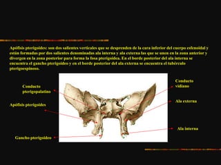 Apófisis pterigoides: son dos salientes verticales que se desprenden de la cara inferior del cuerpo esfenoidal y
están formadas por dos salientes denominadas ala interna y ala externa las que se unen en la zona anterior y
divergen en la zona posterior para forma la fosa pterigoidea. En el borde posterior del ala interna se
encuentra el gancho pterigoideo y en el borde posterior del ala externa se encuentra el tubérculo
pterigoespinoso.
Apófisis pterigoides
Ala externa
Ala interna
Gancho pterigoideo
Conducto
vidianoConducto
pterigopalatino
 