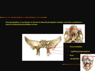 Fosa pterigoidea: en su interior se inserta el músculo pterigoideo medial y en la fosa escafoidea se
inserta el músculo periestafilino externo.
Fosa escafoidea
Fosa
pterigoidea
Apófisis pterigoespinosa
Peristafilino externo
Pterigoideo medial
 