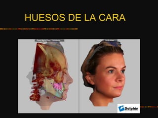 HUESOS DE LA CARA
 