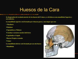 Huesos de la Cara
Se desprenden de la mitad anterior de los huesos del Cráneo y se dividen en una mandíbula Superior y
otra inferior.
La mandíbula superior está formada por 6 huesos pares y uno impar que son:
 Maxilares
Palatinos
Cigomáticos o Malares
Conchas o cornetes nasales inferiores
Lagrimales o Unguis
Huesos Propios o nasales
Vómer
La mandíbula inferior está formada por un solo hueso:
Mandíbula
 