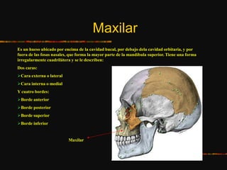 Maxilar
Es un hueso ubicado por encima de la cavidad bucal, por debajo dela cavidad orbitaria, y por
fuera de las fosas nasales, que forma la mayor parte de la mandíbula superior. Tiene una forma
irregularmente cuadrilátera y se le describen:
Dos caras:
Cara externa o lateral
Cara interna o medial
Y cuatro bordes:
Borde anterior
Borde posterior
Borde superior
Borde inferior
Maxilar
 