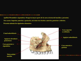 Apófisis Piramidal o cigomática: Ocupa la mayor parte de la cara externa del maxilar y presenta:
Tres caras: Superior, anterior y posterior, así cómo tres bordes: anterior, posterior e inferior.
Presenta además los siguientes elementos:
Canal suborbitario
Agujero suborbitario
Cara superior
u orbitaria
Cara posterior o
cigomática
Tuberosidad
maxilar
Agujeros alveolares
posteriores
Cara anterior o
geniana
 