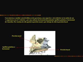 Cara interna o medial: está dividida en dos porciones, una superior y otra inferior en la unión de sus
¾ superiores con el ¼ inferior , por una saliente horizontal denominada Apófisis palatina u horizontal
de l maxilar. Por encima de ella queda la porción nasal y por debajo de ella la porción bucal
Apófisis palatina u
horizontal
Porción nasal
Porción bucal
 