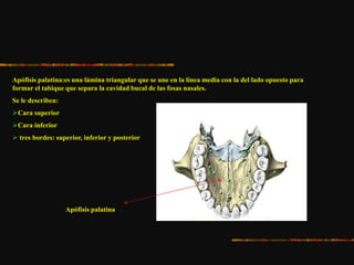 Apófisis palatina:es una lámina triangular que se une en la línea media con la del lado opuesto para
formar el tabique que separa la cavidad bucal de las fosas nasales.
Se le describen:
Cara superior
Cara inferior
 tres bordes: superior, inferior y posterior
Apófisis palatina
 