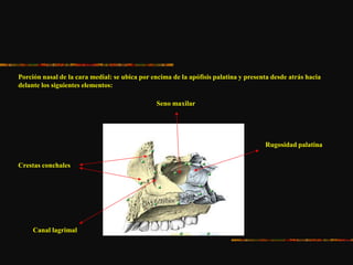 Porción nasal de la cara medial: se ubica por encima de la apófisis palatina y presenta desde atrás hacia
delante los siguientes elementos:
Rugosidad palatina
Seno maxilar
Canal lagrimal
Crestas conchales
 