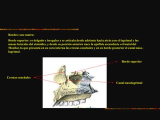 Bordes: son cuatro:
Borde superior: es delgado e irregular y se articula desde adelante hacia atrás con el lagrimal y las
masas laterales del etmoides, y desde su porción anterior nace la apófisis ascendente o frontal del
Maxilar, la que presenta en su cara interna las crestas conchales y en su borde posterior el canal naso-
lagrimal.
Borde superior
Canal nasolagrimal
Crestas conchales
 