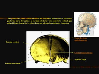 Cara posterior o endocraneal: Presenta dos porciones, una inferior u horizontal
que forma parte del techo de la cavidad orbitaria y otra superior o vertical, que
aloja al lóbulo frontal del cerebro. Presenta además los siguientes elementos:
Canal del Seno
sagital superior
Cresta frontal interna
Agujero ciego
Porción vertical
Porción horizontal
 