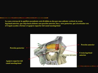 La cara externa de la apófisis ascendente está dividida en dos por una saliente vertical, la cresta
lagrimal anterior, que deja hacia delante una porción anterior, lisa y otra posterior, que al articular con
el Unguis ayuda a formar el agujero superior del canal nasolagrimal
Porción anterior
Porción posterior
Agujero superior del
canal nasolagrimal
Cresta lagrimal
anterior
 