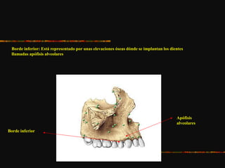 Borde inferior: Está representado por unas elevaciones óseas dónde se implantan los dientes
llamadas apófisis alveolares
Borde inferior
Apófisis
alveolares
 
