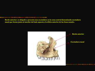 Borde anterior: es delgado y presenta una escotadura en la zona central denominada escotadura
nasal que forma junto al maxilar del lado opuesto el orificio anterior de las fosas nasales.
Escotadura nasal
Borde anterior
 