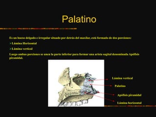 Palatino
Es un hueso delgado e irregular situado por detrás del maxilar, está formado de dos porciones:
Lámina Horizontal
Lámina vertical
Luego ambas porciones se unen la parte inferior para formar una arista sagital denominada Apófisis
piramidal.
Lámina vertical
Lámina horizontal
Palatino
Apófisis piramidal
 