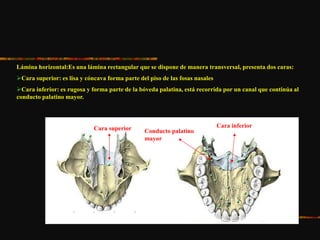 Lámina horizontal:Es una lámina rectangular que se dispone de manera transversal, presenta dos caras:
Cara superior: es lisa y cóncava forma parte del piso de las fosas nasales
Cara inferior: es rugosa y forma parte de la bóveda palatina, está recorrida por un canal que continúa al
conducto palatino mayor.
Cara superior Cara inferior
Conducto palatino
mayor
 