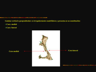 Lámina vertical o perpendicular: es irregularmente cuadrilátera y presenta en su constitución:
Cara medial
Cara lateral
Cara medial Cara lateral
 